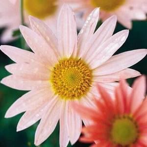 Meet your Posher, Virginia